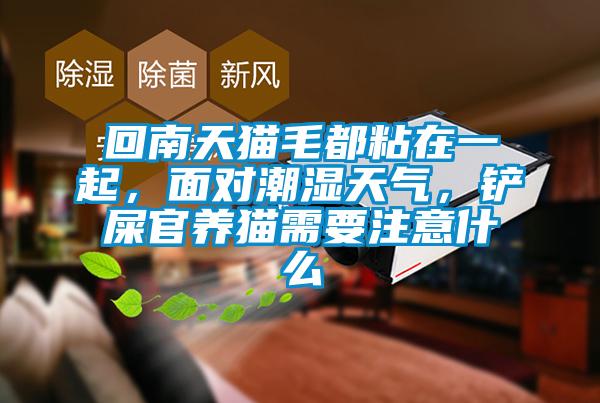 回南天貓毛都粘在一起，面對(duì)潮濕天氣，鏟屎官養(yǎng)貓需要注意什么