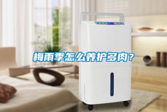 梅雨季怎么養護多肉?