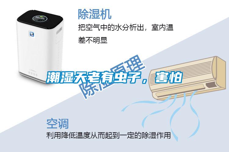 潮濕天老有蟲子，害怕