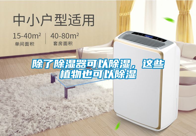 除了除濕器可以除濕，這些植物也可以除濕